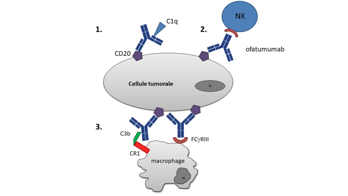 Ofatumumab Arzerra