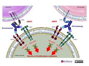 Mécanisme d'action d'amivantamab qui se lie aux récepteurs EFGR et c-MET des cellules tumorales stoppant la progression de la tumeur.