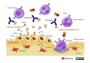 Schéma de l’action de denosumab qui empêche le RANK-L de se lier au récepteur RANK de la cellule pré-ostéoclaste et réduit les affections musculo-squelettiques.