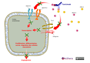 Illustration du mécanisme d'action de faricimab avec la cellule endothéliale contre l'ANG 2 et le VEGF A