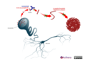 Mécanisme d'action de Lecanemab décrit en détail par le texte de la fiche.