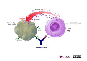 Illustration du mécanisme d'action du linvoseltamab anti-corps bi-spécifique qui se lie au récepteur CD3 présent sur le lymphocyte T cytotoxique et au récepteur BCMA se trouvant à la surface la cellule maligne de la lignée B et provoque sa mort.