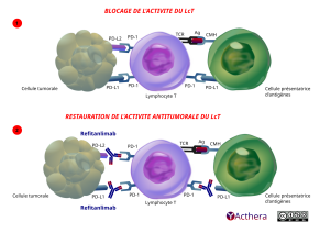 Mécanisme d'action de Refitanlimab décrit en détail par le texte de la fiche.