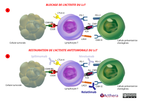 Mécanisme d'action de Relatlimab décrit en détail par le texte de la fiche.