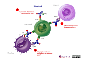 M&eacute;canisme d'action de Rituximab d&eacute;crit en d&eacute;tail par le texte de la fiche.