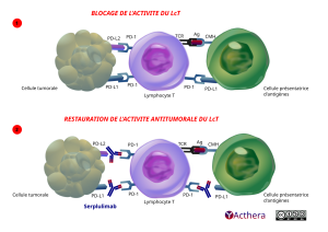 Schémas qui illustrent la restauration de la réponse antitumorale par serplulimab entre une cellule tumorale, un lymphocyte T et une présentatrice d'antigènes.