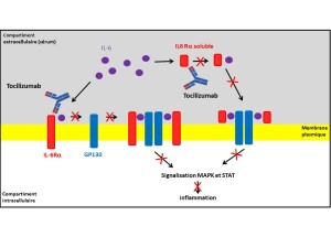 Tocilizumab (ROACTEMRA®) Guide des anticorps monoclonaux ...