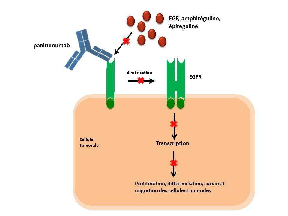 Panitumumab (VECTIBIX®) [Guide des anticorps monoclonaux à usage
